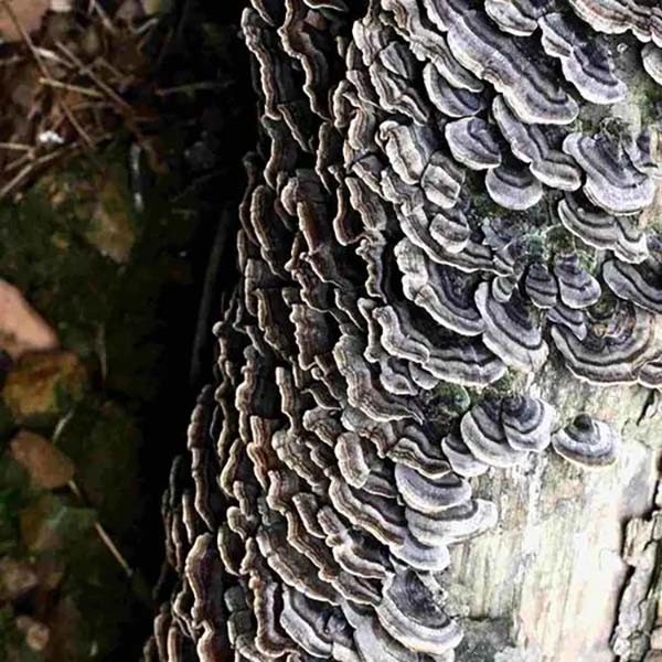 Coriolus Versicolor Extract 10%~50% Polysacchrides PSK PSP Turkey tail สารสกัดจากเห็ด