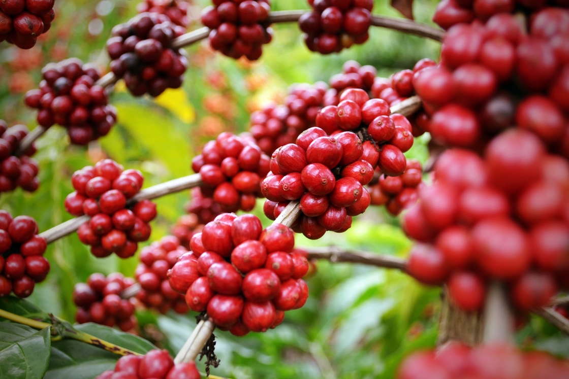 ปรับปรุงสุขภาพของคุณด้วยสารสกัดสมุนไพรธรรมชาติ SA-Herbal Schisandra Berry Extract 10:1