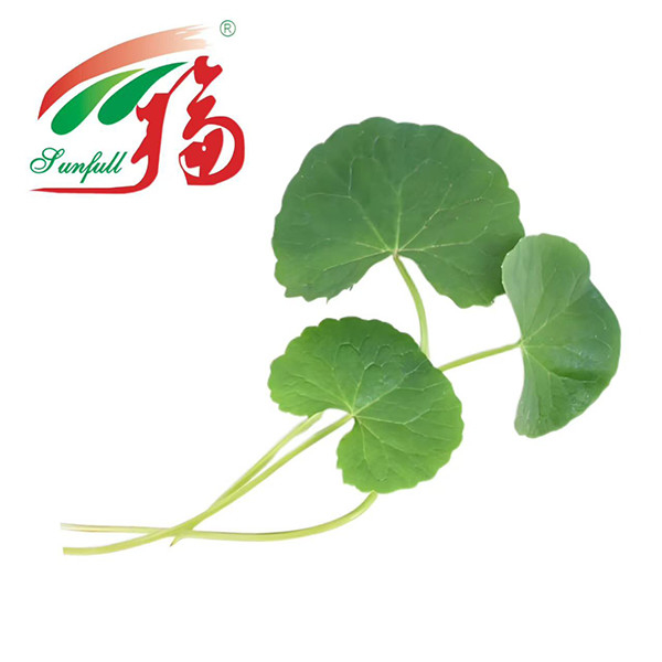 โรงงานเครื่องสําอาง Gotu Kola Extract สกัดเอเชียติโกไซด์ 80% เพื่อดูแลผิวหนัง ซ่อมแซมอุปสรรคและป้องกันการระคายเคือง