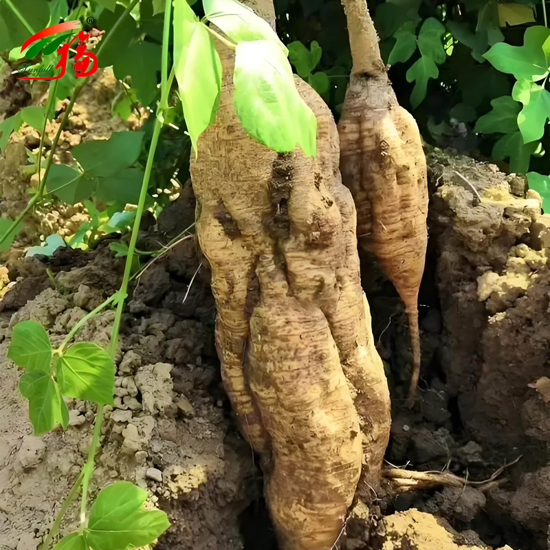 สารสกัดจากรากคุดซูธรรมชาติจากโรงงานจีน Puerarin 25% 60% 98% สำหรับตัวเลือก