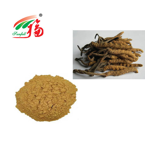 Cordyceps mushroom powder 80 Mesh สําหรับการสนับสนุนระบบภูมิคุ้มกัน 25kg Drum