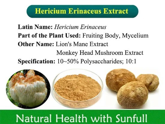 สารสกัด Hericium Erinaceus 10% Polysaccharides ผงสีเหลืองน้ำตาลละเอียด สำหรับโรคกระเพาะอาหารและการปกป้องตับ