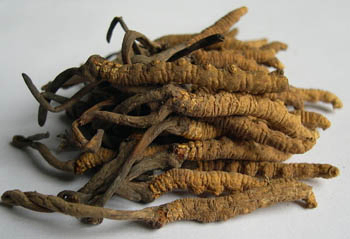 สารสกัด Cordyceps Sinensis ขาวที่มีโพลิสาคาริด 10% สําหรับอาหารที่ใช้ในการป้องกันอาการหอบหืด ในผงสีเหลืองสีน้ําตาล