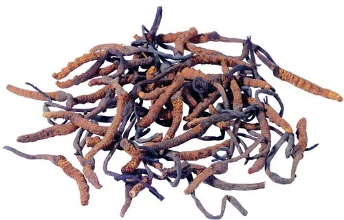 ผงสีเหลืองน้ำตาลละเอียด เกรดอาหาร สารสกัดจากถั่งเช่า (Cordyceps Sinensis) สำหรับผลิตภัณฑ์ดูแลสุขภาพ