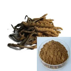 Fine Brown Yellow Powder Cordyceps Sinensis Extract Food Grade for Health Care Products