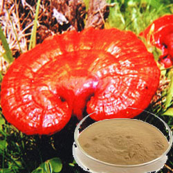 สีน้ําตาลสีเหลือง Reishi Mushroom Extract ขนาดละเอียด ขนาดปูน 40% โพลิสาคาริดจากร่างกายผลไม้เพื่อเสริมภูมิคุ้มกัน