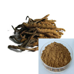 Food Grade Cordyceps Sinensis Extract with Anti-Cancer Properties and Fine Brown Yellow Powder for Health Care