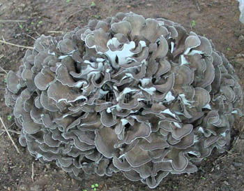 สีน้ําตาลเหลืองดี Maitake Mushroom Extract Powder 30% โพลิสาคาริด สําหรับใช้ใน таблетка และ แคปซูล เพื่อเสริมภูมิคุ้มกัน