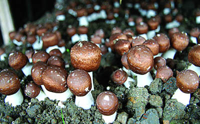 ผงสกัดอะการิคัส เบลเซอิ (Agaricus Blazei) ที่มีโพลีแซ็กคาไรด์ 10% สำหรับอาหารเพื่อสุขภาพในรูปแบบเม็ดและแคปซูล เพื่อเสริมสร้างภูมิคุ้มกัน