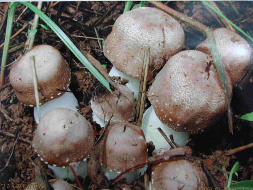 Agaricus Blazei สารสกัดผงที่มีโพลิสาคาริด 20% สําหรับอาหารและผลิตภัณฑ์ดูแลสุขภาพที่ใช้งานได้
