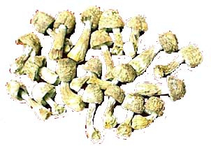 Agaricus Blazei สารสกัดผงที่มีโพลิสาคาริด 20% สําหรับอาหารและผลิตภัณฑ์ดูแลสุขภาพที่ใช้งานได้