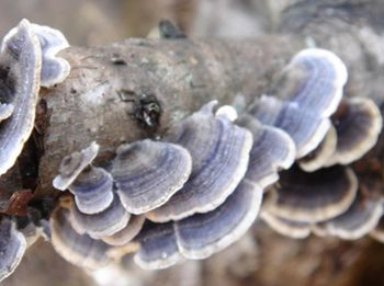 Coriolus Versicolor Extract 50% Polysaccharides สําหรับอาหารที่ใช้ในการควบคุมระดับน้ําตาลในเลือดและลดน้ําหมาก