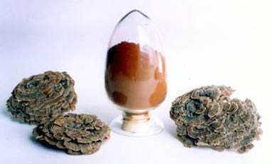 Coriolus Versicolor Extract 50% Polysaccharides สําหรับอาหารที่ใช้ในการควบคุมระดับน้ําตาลในเลือดและลดน้ําหมาก