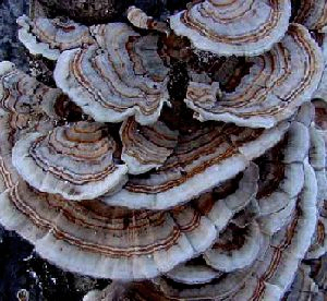 Coriolus Versicolor Extract 30% Polysaccharides สําหรับอาหารที่มีคุณสมบัติต่อมะเร็งเพื่อควบคุมน้ําตาลในเลือดและลดน้ําหมาก