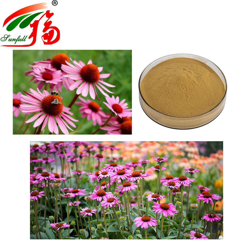 Factory Direct Echinacea Extract 4% Polyphenols 1-4% Cichoric Acid Immune Boosting Herbal Plant Extract