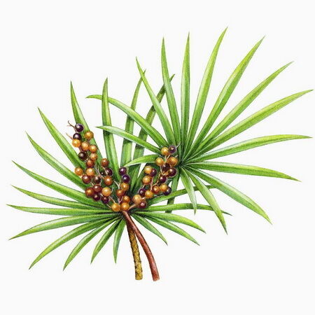 สารสกัดจาก Saw Palmetto ที่มีความแข็งแรงสูง 45% ไขมันกรด (Serenoa Repens) - สารสกัดสูงสําหรับสุขภาพต่อมลูกหมากและสูตรที่พัฒนา