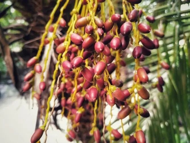 สารสกัดจาก Saw Palmetto ที่มีความแข็งแรงสูง 45% ไขมันกรด (Serenoa Repens) - สารสกัดสูงสําหรับสุขภาพต่อมลูกหมากและสูตรที่พัฒนา
