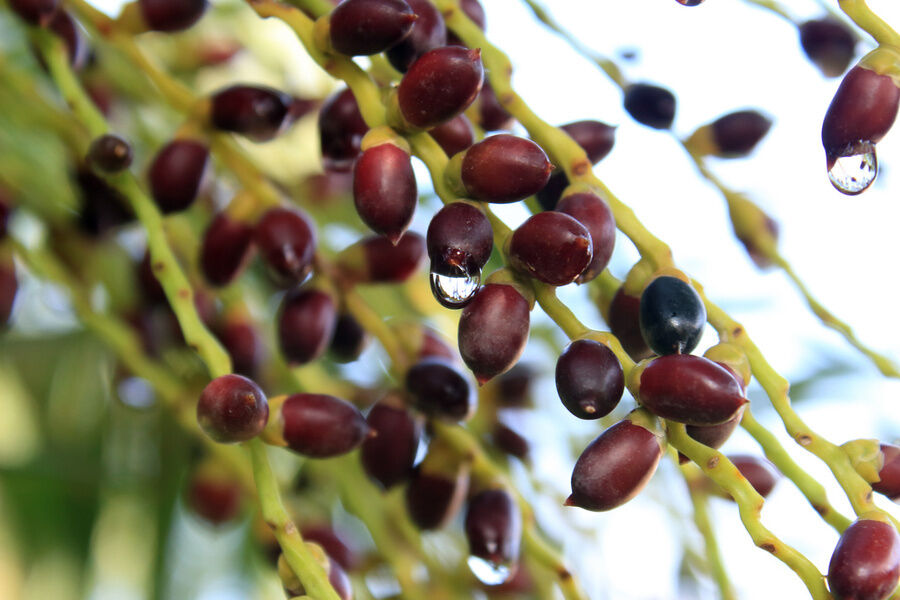 สารสกัดจาก Saw Palmetto ที่มีความแข็งแรงสูง 45% ไขมันกรด (Serenoa Repens) - สารสกัดสูงสําหรับสุขภาพต่อมลูกหมากและสูตรที่พัฒนา