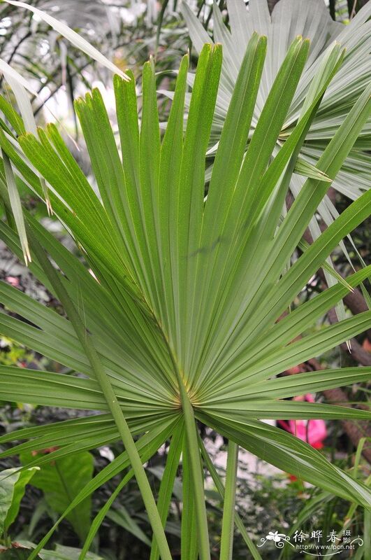 สารสกัดจาก Saw Palmetto ที่มีความแข็งแรงสูง 45% ไขมันกรด (Serenoa Repens) - สารสกัดสูงสําหรับสุขภาพต่อมลูกหมากและสูตรที่พัฒนา