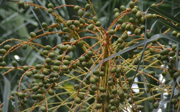 สารสกัดจาก Saw Palmetto ที่มีความแข็งแรงสูง 45% ไขมันกรด (Serenoa Repens) - สารสกัดสูงสําหรับสุขภาพต่อมลูกหมากและสูตรที่พัฒนา
