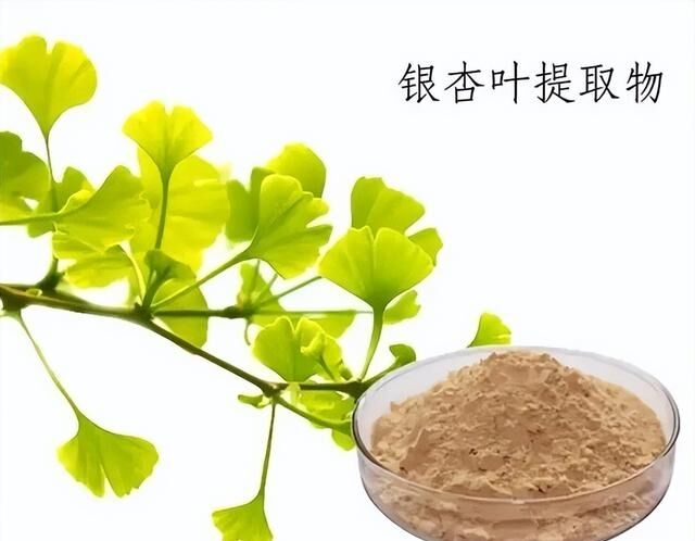 น้ำธรรมชาติ 100% ละลายน้ำได้ 24% Ginkgolides Ginkgo Biloba Leaf Extract Powder สำหรับผลิตภัณฑ์เสริมอาหาร