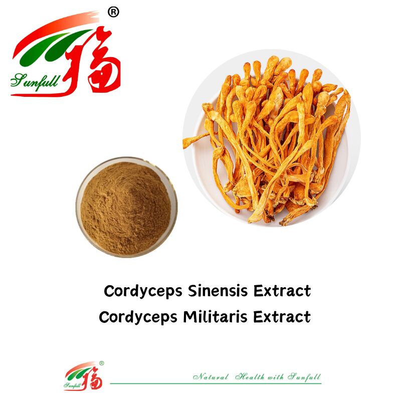 Hunan Sunfull อาหารเสริม Agaricus Subrufescens/Hericium Erinaceus/Antrodia/Cordyceps Sinensis/Coriolus Versicolor/ผงสกัดขี้ผง