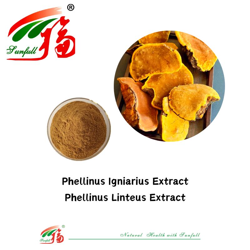 สารประกอบธรรมชาติ อินทรีย์ อาหารเสริม โพลิสาคาริด 10-30% Phellinus Igniarius /Ganoderma Lucidum/Chaga/Maitake / Shiitake Mushroom Extract Powder