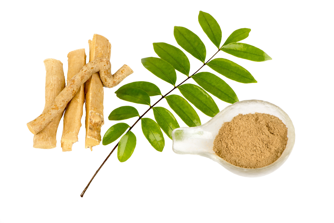 0.5% Eurycomanone Extract สารสกัดจากราก Eurycoma longifolia สำหรับกิจกรรมต่อต้าน Pyretic